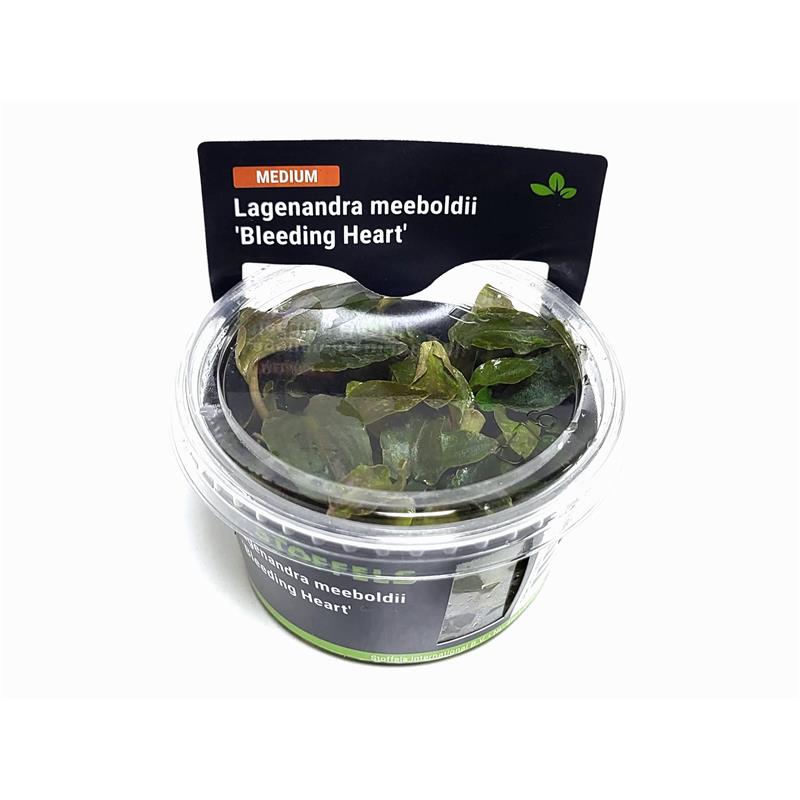 Planta acvariu Lagenandra meeboldii 'Bleeding Heart' in vitro - imagine 3